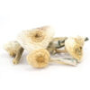 Albino-Penis-Envy-Mushrooms