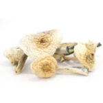 Albino-Penis-Envy-Mushrooms