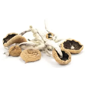 Arenal-Volcano-Mushrooms